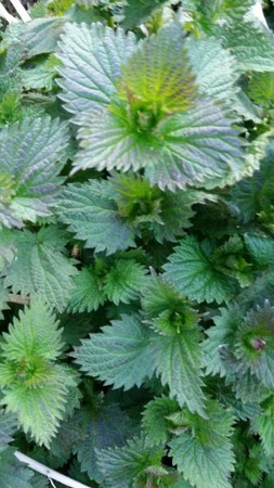 Nettles (WILD, not organic) - handle with care!