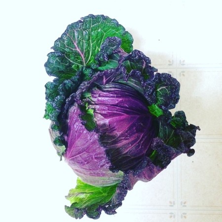 Cabbage, Savoy (crinkly green leaves with purple tips)