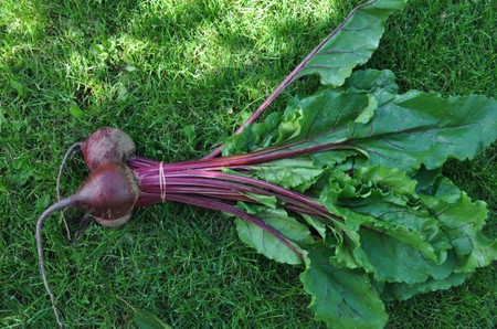 Beets, Red Bunched (with yummy greens!)