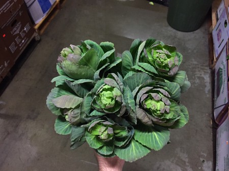 Greens, Cabbage Tops (stir fry or saute)