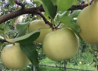 Aurora Golden Gala™ Apples Information and Facts