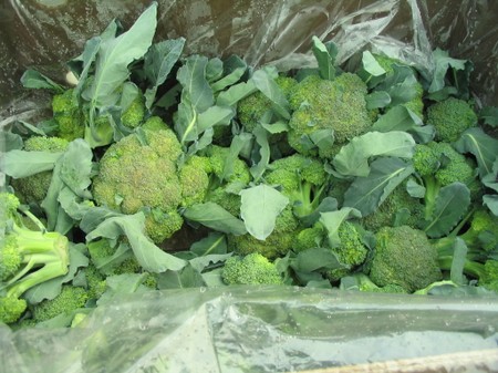 Broccoli Urban Harvest Organic Delivery